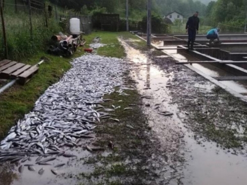 Tone ribe uginulo zbog nevremena na području Šipova