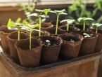 Kako spriječiti da vam se mlade biljke naglo izduže i propadnu