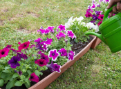 Ovo cvijeće nikako ne sadite u ožujku