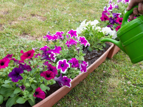 Ovo cvijeće nikako ne sadite u ožujku