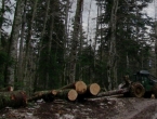 Muškarac poginuo izvlačeći stablo u šumi