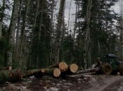 Muškarac poginuo izvlačeći stablo u šumi