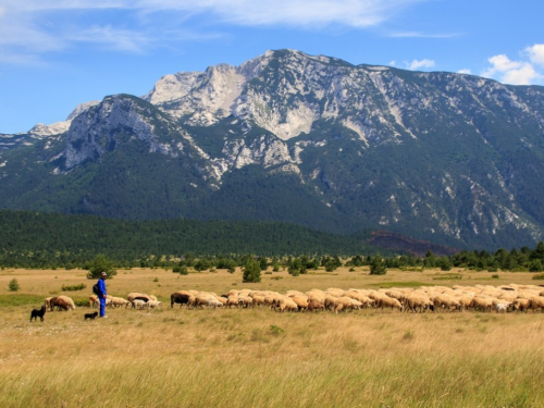 FOTO: U pohode hajdučkoj planini