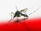 Zika virus može se pojaviti i u Hercegovini: Komarac sve otporniji