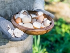 Savjeti kako možete upotrijebiti ljuske jaja u svom vrtu
