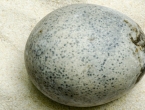 U Engleskoj pronađeno jaje iz rimskog doba. Još uvijek sadrži tekućinu
