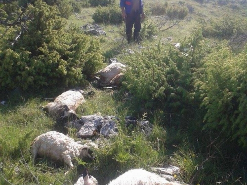 FOTO: Grom na Proslapu ubio 15 ovaca
