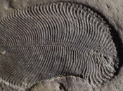 Pronađen Sveti gral paleontologije