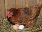 Zašto koke zimi daju manje jaja? Pet je pravila za siguran uzgoj
