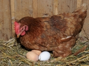 Zašto koke zimi daju manje jaja? Pet je pravila za siguran uzgoj