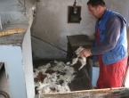 Češljajući vunu prehranjuje peteročlanu obitelj