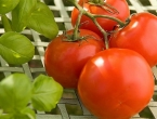 Dijeta na bazi rajčica: Za pet dana izgubite tri kilograma