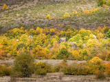 Draševo jesen 2015.