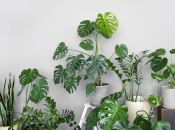 Ove biljke su najbolji pročišćivači zraka u stanu