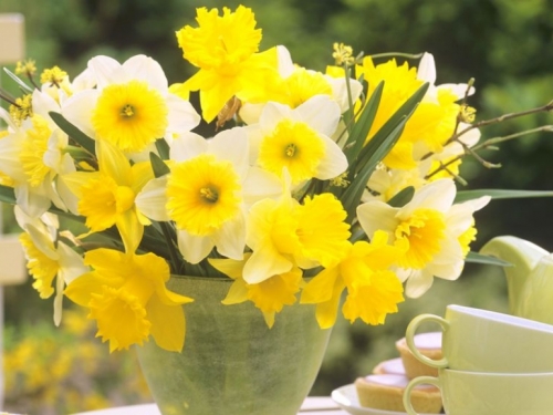 Narcis: cvijet koji simbolizira nadu i novi život