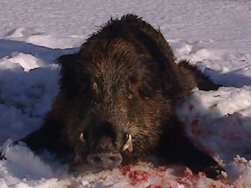 Lovci na Maglicama ustrijelili divlju svinju