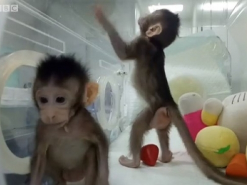 U Kini klonirani prvi majmuni