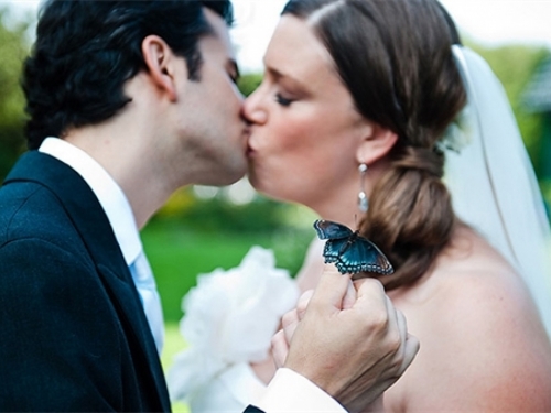 Živi leptiri na vjenčanjima su IN