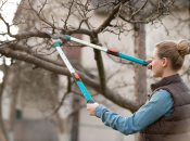 Zimsko orezivanje: Kako orezati 6 ključnih biljaka za zdrav i cvjetan proljetni vrt