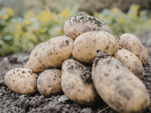 Video: Sadnja krumpira za početnike