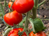 Želite slatke i sočne plodove? Ove sorte rajčice su pun pogodak