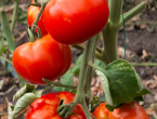 Želite slatke i sočne plodove? Ove sorte rajčice su pun pogodak