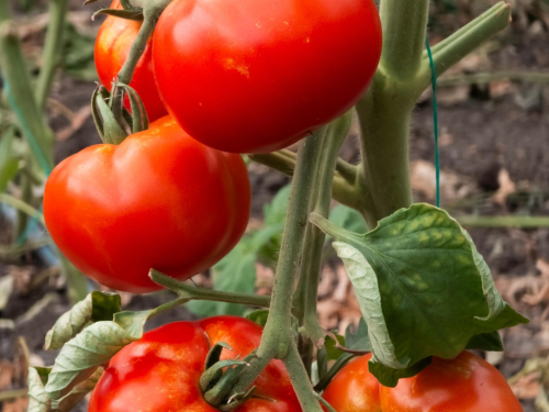 Želite slatke i sočne plodove? Ove sorte rajčice su pun pogodak