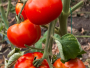 Želite slatke i sočne plodove? Ove sorte rajčice su pun pogodak