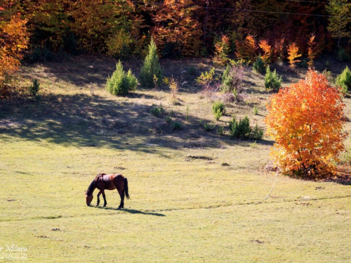 FOTO: Rama u bojama jeseni