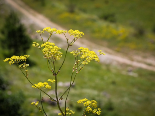 FOTO: U pohode hajdučkoj planini