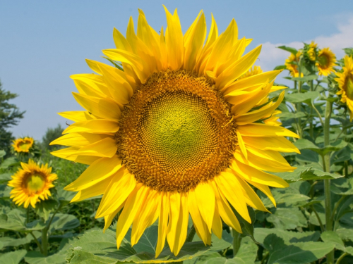 Suncokret - Traži vode, ne i plodno tlo