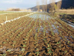 Dugotrajna kiša već šteti povrću u Hercegovini