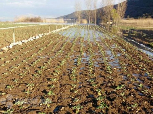 Dugotrajna kiša već šteti povrću u Hercegovini
