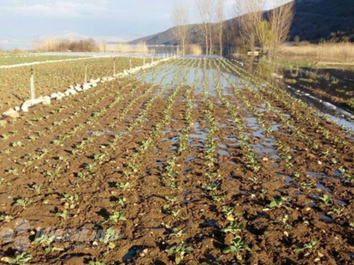 Dugotrajna kiša već šteti povrću u Hercegovini