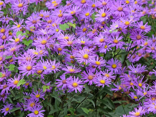 Posijte sada i uživajte u ranim ljetnim cvjetovima