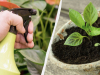 Mlijeko: Stari trik iskusnih vrtlara za snažne i zdrave sadnice