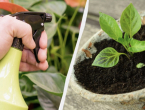 Mlijeko: Stari trik iskusnih vrtlara za snažne i zdrave sadnice