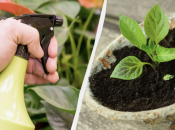 Mlijeko: Stari trik iskusnih vrtlara za snažne i zdrave sadnice