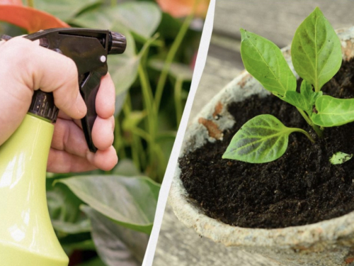 Mlijeko: Stari trik iskusnih vrtlara za snažne i zdrave sadnice