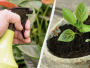 Mlijeko: Stari trik iskusnih vrtlara za snažne i zdrave sadnice