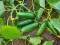 Kap ove tečnosti spasit će cijeli vrt od truljenja - sjajan trik za krastavce i jagode