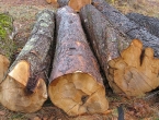 Godišnje se ukrade dva milijuna kubnih metara šume