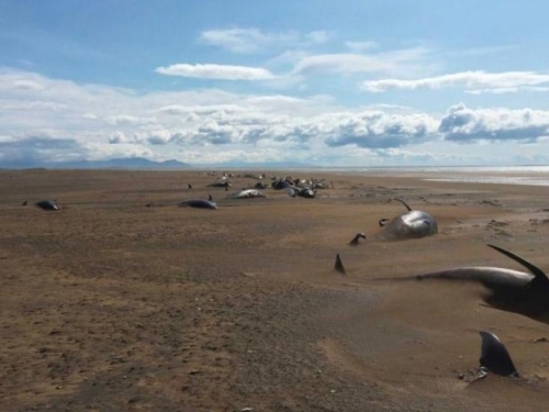 Masovno uginuće kitova na Islandu