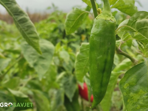 Sadnja paprike – razmak, zemljište i navodnjavanje