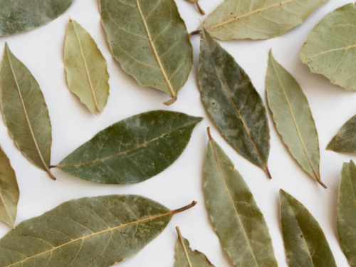 Lovorov list protiv žohara: Jeftin trik koji može uštedjeti stotine eura