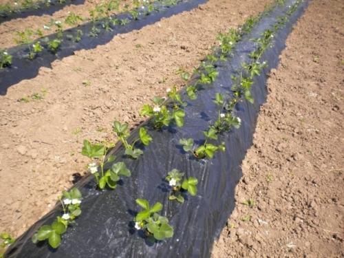 Eko plod Prozor: Poziv poljoprivrednicima