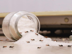 Nije ocat: Kućni mravi nestat će uz genijalan trik iz kuhinje