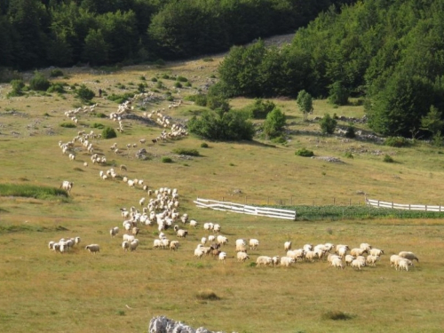 Na Vran planini i Ljubuši suša prepolivila proizvodnju ovčjeg sira