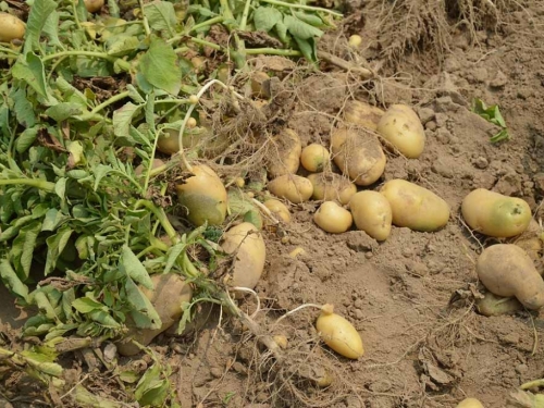 Sadnja krumpira – Kad i kako se obavlja