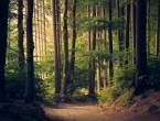 'Hercegbosanske šume' Kupres priključene najvećem EU projektu pošumljavanja